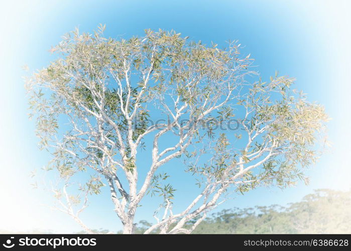 in australia outback the tree and leaf in the clear sky