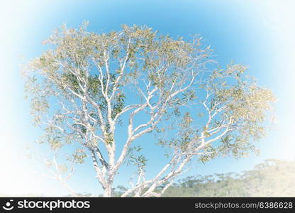 in australia outback the tree and leaf in the clear sky