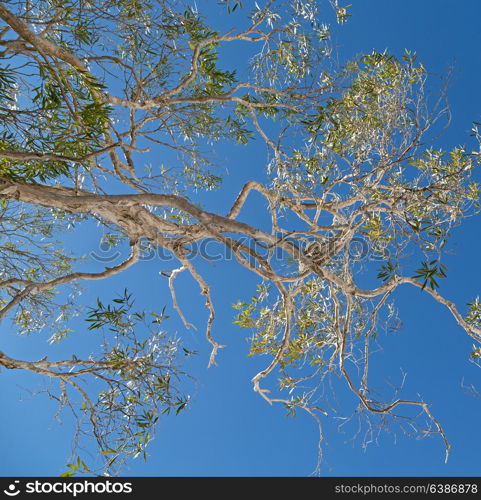 in australia outback the tree and leaf in the clear sky