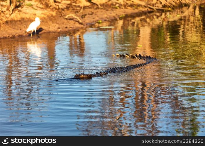 in australia reptile crocodile in the river pond and light