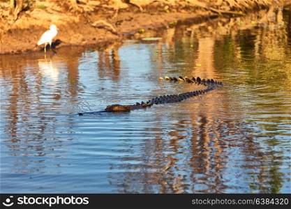 in australia reptile crocodile in the river pond and light