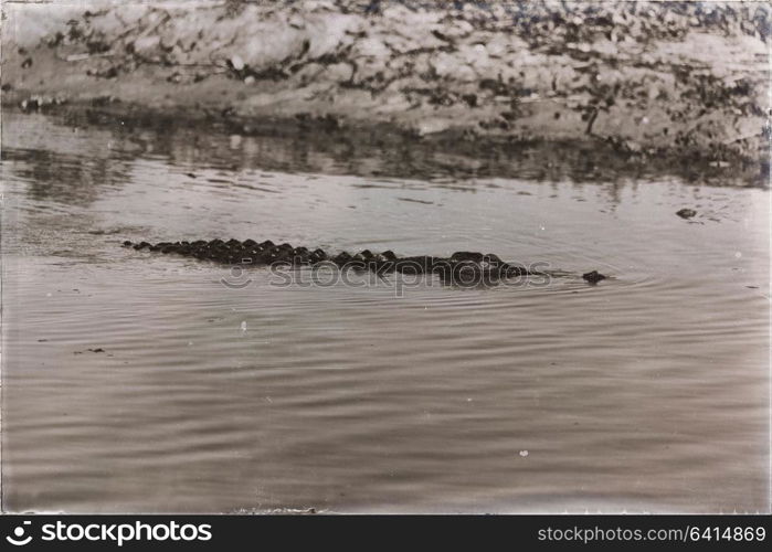 in australia reptile crocodile in the river pond and light