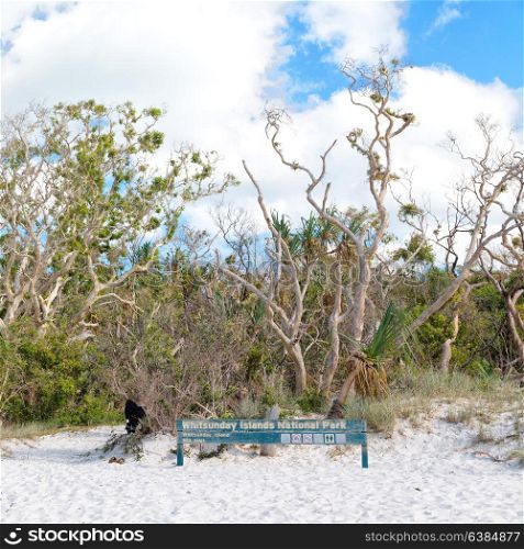 in australia the beach of whitsunday island the tree and the direction sign