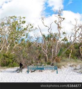in australia the beach of whitsunday island the tree and the direction sign