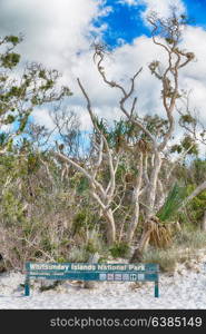 in australia the beach of whitsunday island the tree and the direction sign