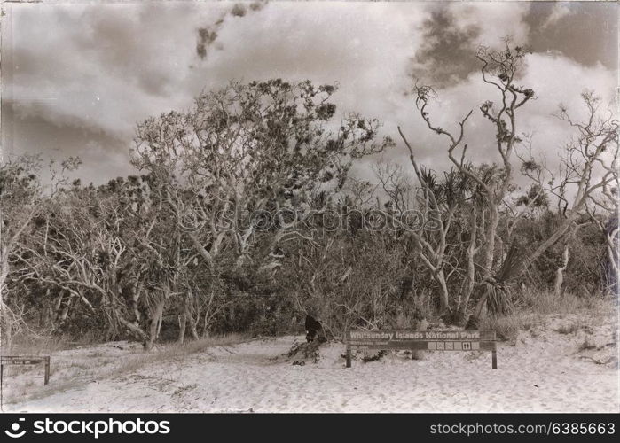 in australia the beach of whitsunday island the tree and the direction sign