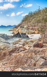 in australia the beach of whitsunday island the tree and the rocks