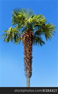 in australia the branch of the palm in the clear sky
