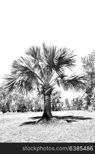 in australia the branch of the palm in the clear sky