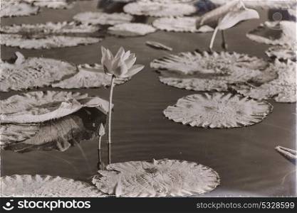 in australia the concept of tranquility in the pond with waterlily aquatic blossom flower
