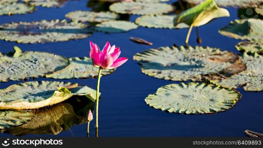 in australia the concept of tranquility in the pond with waterlily aquatic blossom flower