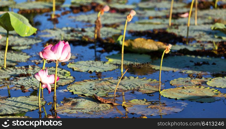 in australia the concept of tranquility in the pond with waterlily aquatic blossom flower