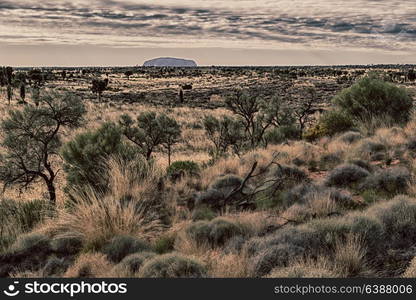 in australia the concept of wilderness environment in the landscape outback