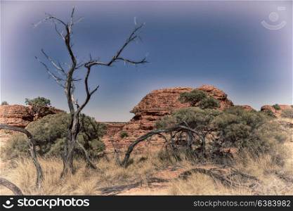 in australia the kings canyon nature wild and outback