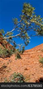 in australia the outback canyon and near mountain in the nature