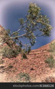 in australia the outback canyon and near mountain in the nature