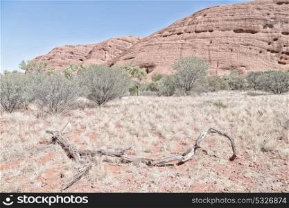in australia the outback canyon and the dead tree near mountain in the nature
