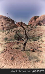 in australia the outback canyon and the tree near mountain in the nature