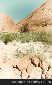 in australia the outback canyon and the tree near mountain in the nature