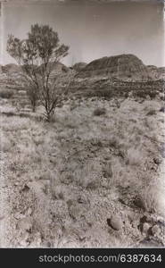 in australia the outback canyon and the tree near mountain in the nature