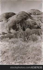 in australia the outback canyon and the tree near mountain in the nature