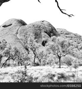 in  australia the outback canyon and   the   tree near  mountain in the  nature