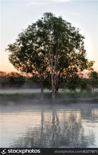 in australia the reflex of the tree in the morning river and fog