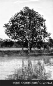 in australia the reflex of the tree in the morning river and fog