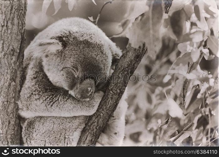 in australia the typical free animal the koala