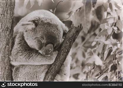in australia the typical free animal the koala