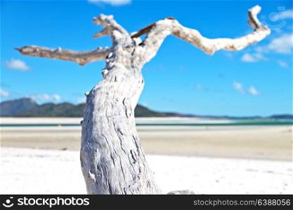 in australia whitsunday island the tree and the beach in the paradise bay
