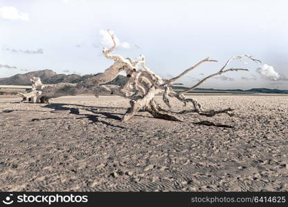 in australia whitsunday island the tree and the beach in the paradise bay