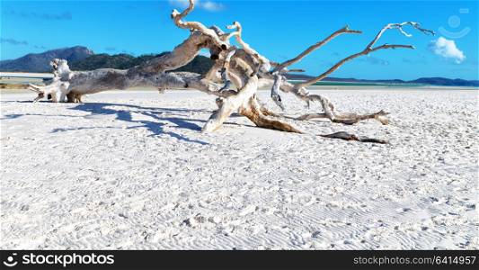in australia whitsunday island the tree and the beach in the paradise bay