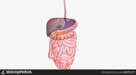 In between meals, glucose stores in the liver are released into the bloodstream. 3D rendering. In between meals, glucose stores in the liver are released into the bloodstream.