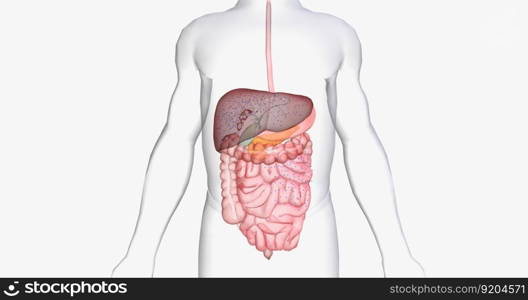 In between meals, glucose stores in the liver are released into the bloodstream. 3D rendering. In between meals, glucose stores in the liver are released into the bloodstream.