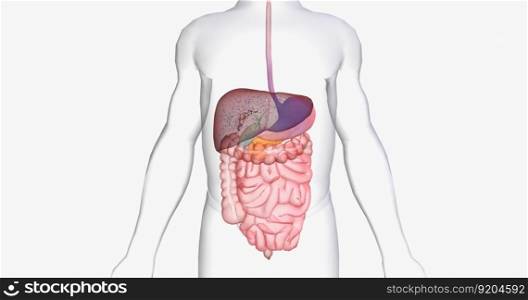 In between meals, glucose stores in the liver are released into the bloodstream. 3D rendering. In between meals, glucose stores in the liver are released into the bloodstream.