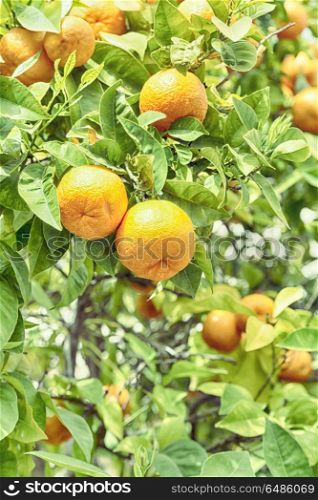 in cyprus the orange plant with empty sky in the background concept of healty and lifestyle. in the background the orange plant