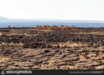 in danakil ethiopia africa in the land of afar the rock desert and the camels caravan in the empty space. ethiopia africa in the land of the rock desert