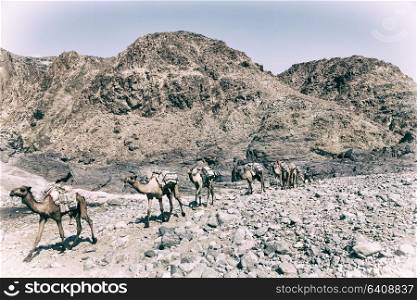in danakil ethiopia africa in the old dry river lots of camels with the mining salt walking in the valley to the market