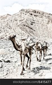 in danakil ethiopia africa in the old dry river lots of camels with the mining salt walking in the valley to the market