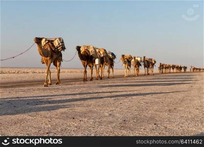 in danakil ethiopia africa in the salt lake the camels carovan and landscape
