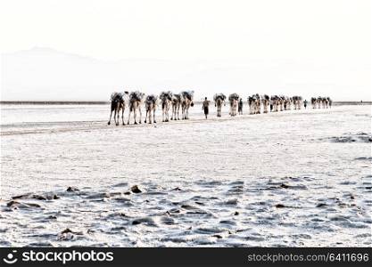 in danakil ethiopia africa in the salt lake the camels carovan and landscape