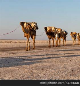 in danakil ethiopia africa in the salt lake the camels carovan and landscape. the camels carovan in the salt lake