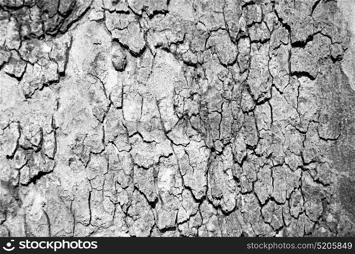 in england london old bark and abstract wood texture