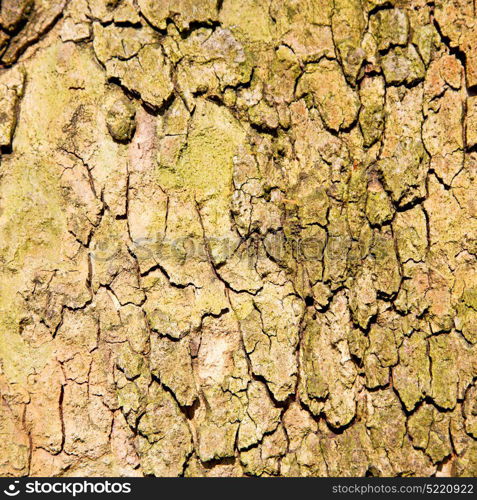 in england london old bark and abstract wood texture