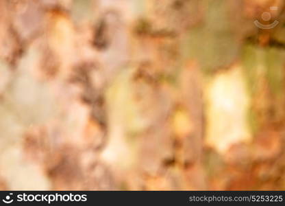 in england london old bark and abstract wood texture