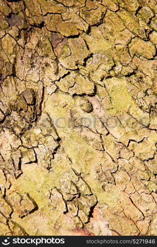 in england london old bark and abstract wood texture