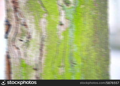 in england london old bark and abstract wood texture