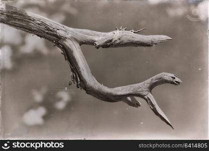 in ethiopia africa abstract texture background of an empty branch like a monster
