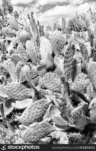 in ethiopia africa cactus plant texture like backround abstract in the sky. in the sky like backround abstract cactus plant